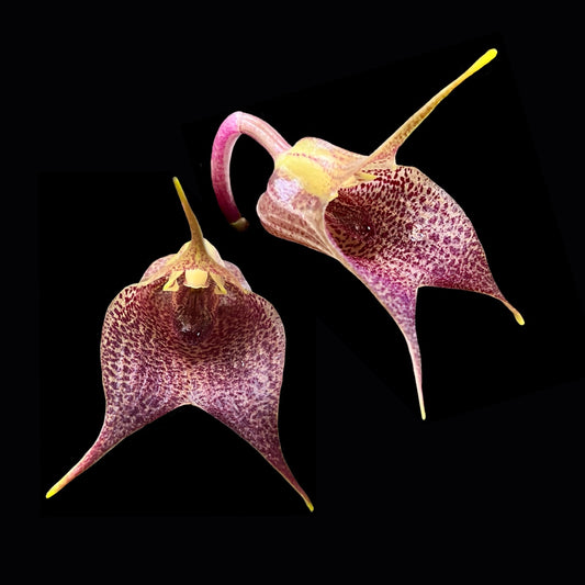 Masdevallia angulata