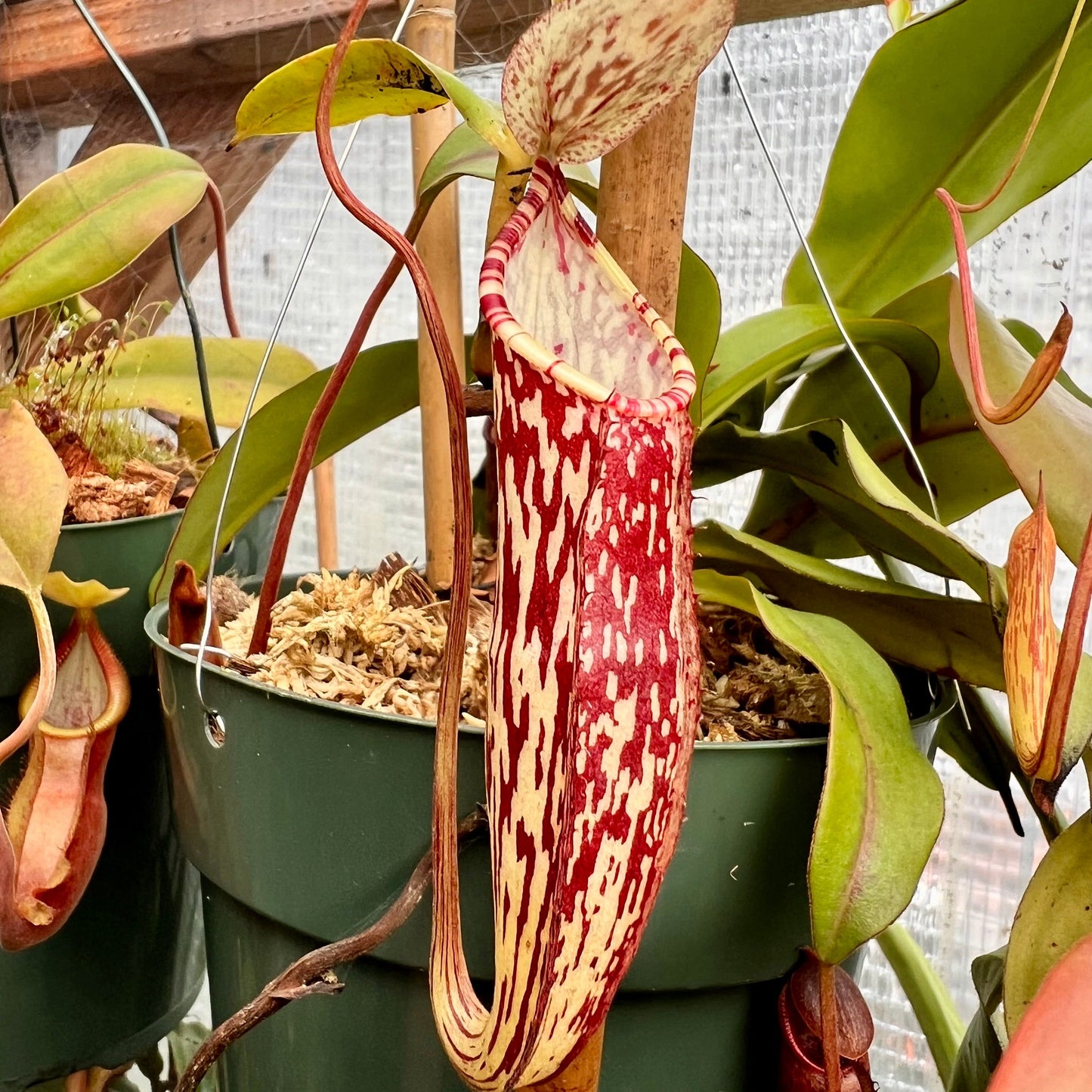 Nepenthes spectabilis Giant x (glabrata x spectabilis) seeds