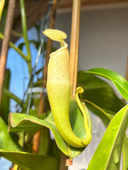 Nepenthes alba Gng. Tahan BCP-N184-50