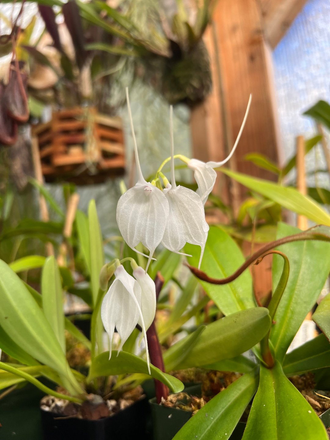 Masdevallia tovarensis