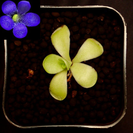 Pinguicula “Alfred lau” in a pot set against a black background. Photo of the blue purple flower in the top left corner. 