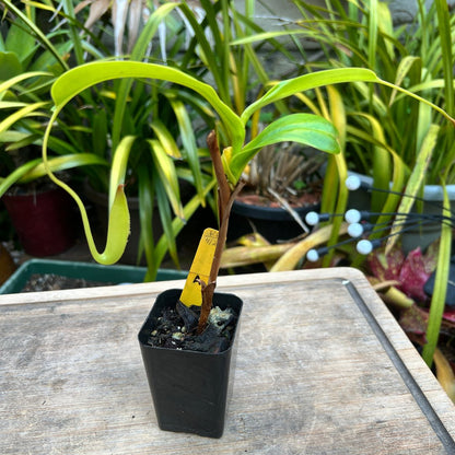 Nepenthes truncata x tentaculata EP