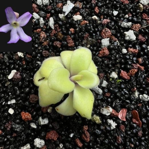 Pinguicula gigantea x moranensis 'Huahuapan' - Cloud Forest Flora