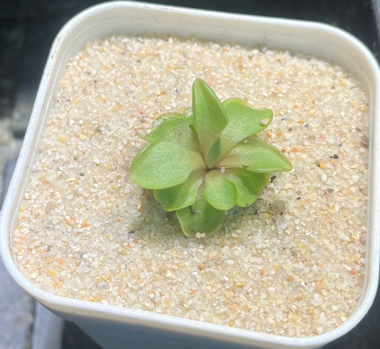 Pinguicula “Snow Angel”