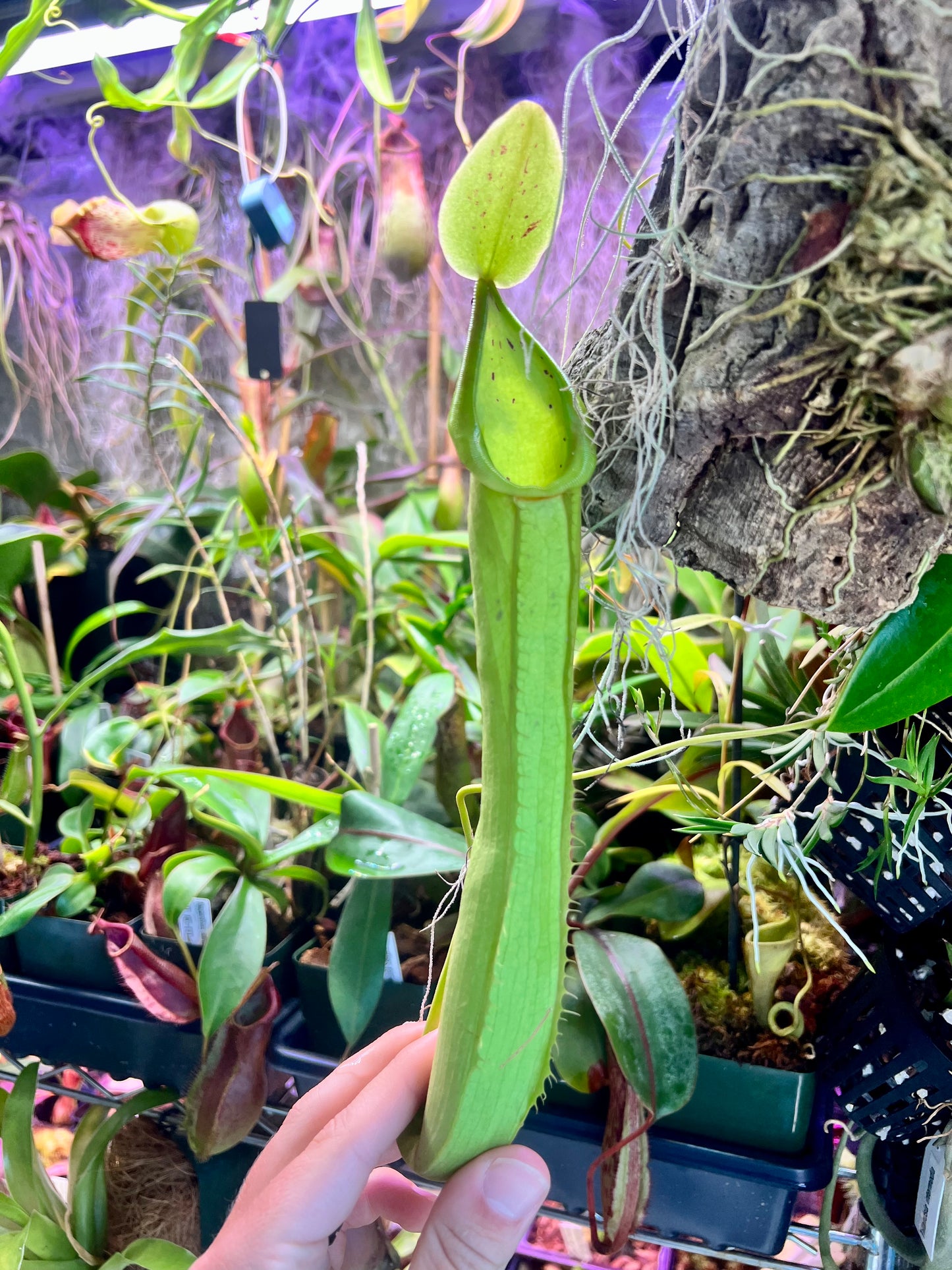 Nepenthes truncata x tentaculata EP