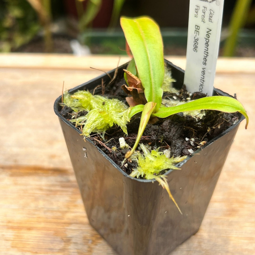 Nepenthes ventricosa x globosa BE-3686 - Cloud Forest Flora