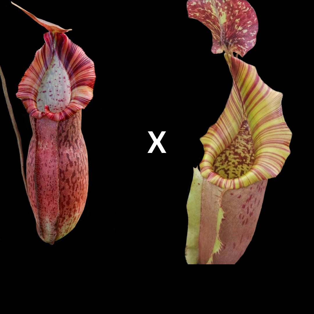 Nepenthes (spathulata x spectabilis) x (eymae x veitchii) - Cloud Forest Flora