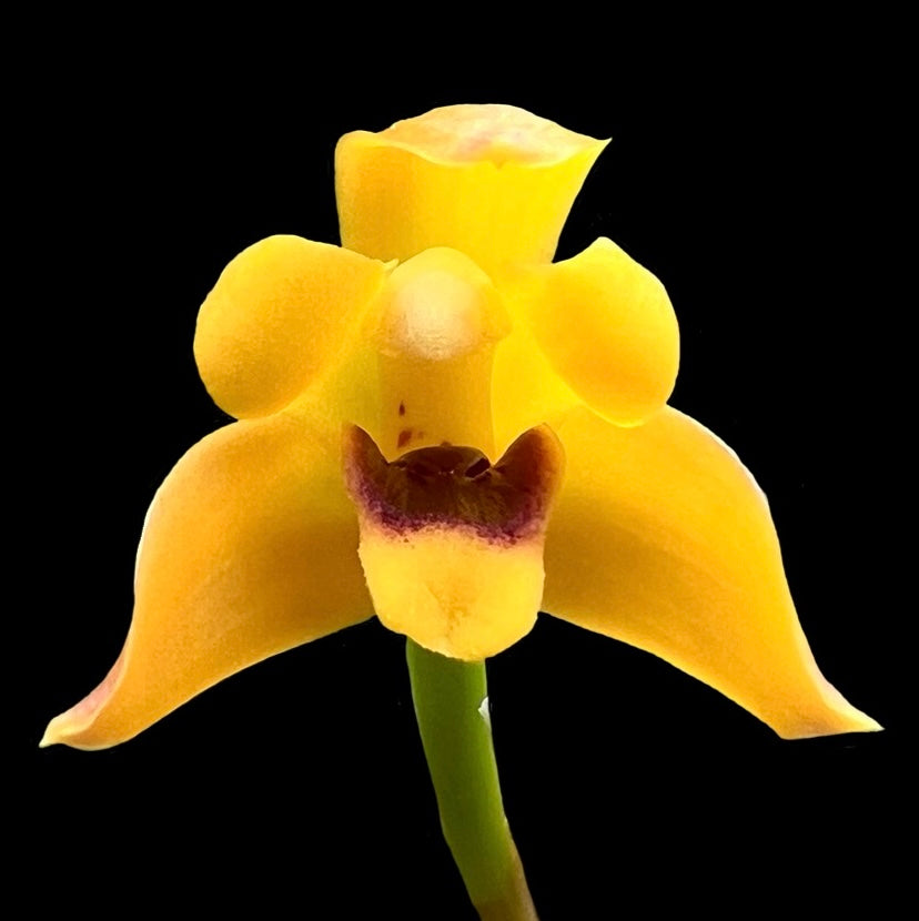 Maxillaria variabilis Yellow - Cloud Forest Flora