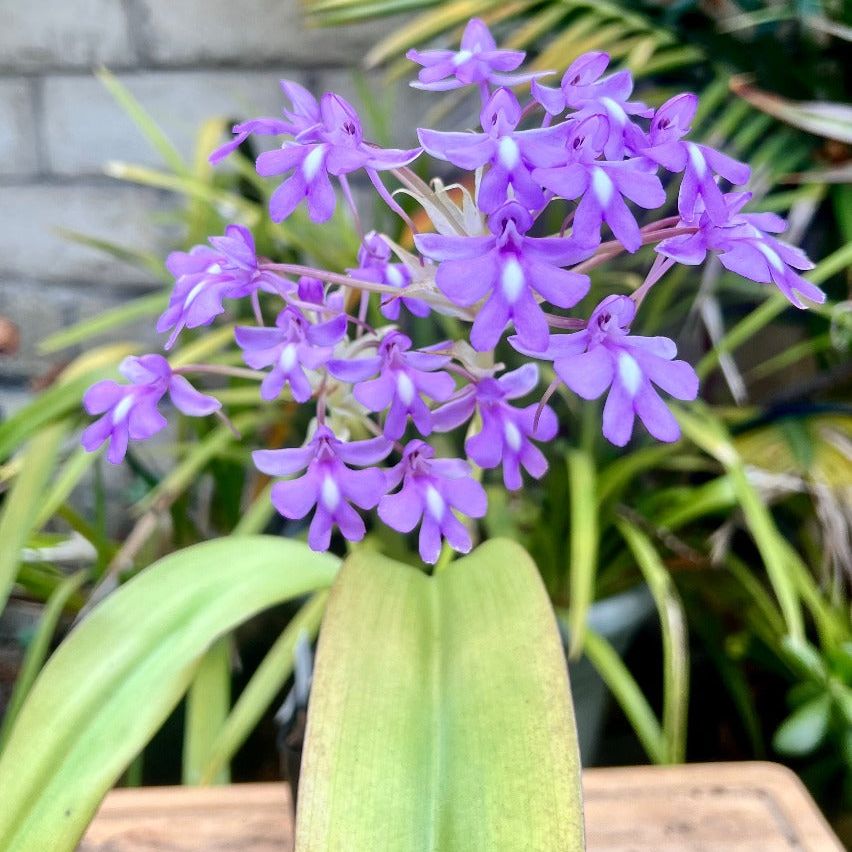 Purple Cynorkis flowers in a cluster above two lance shaped leaves. There are more tropical plants in the background as well as part of an exposed brick wall.