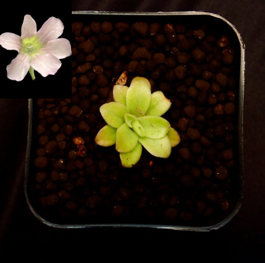 Pinguicula dusty rose in a pot with its pale pink flower.