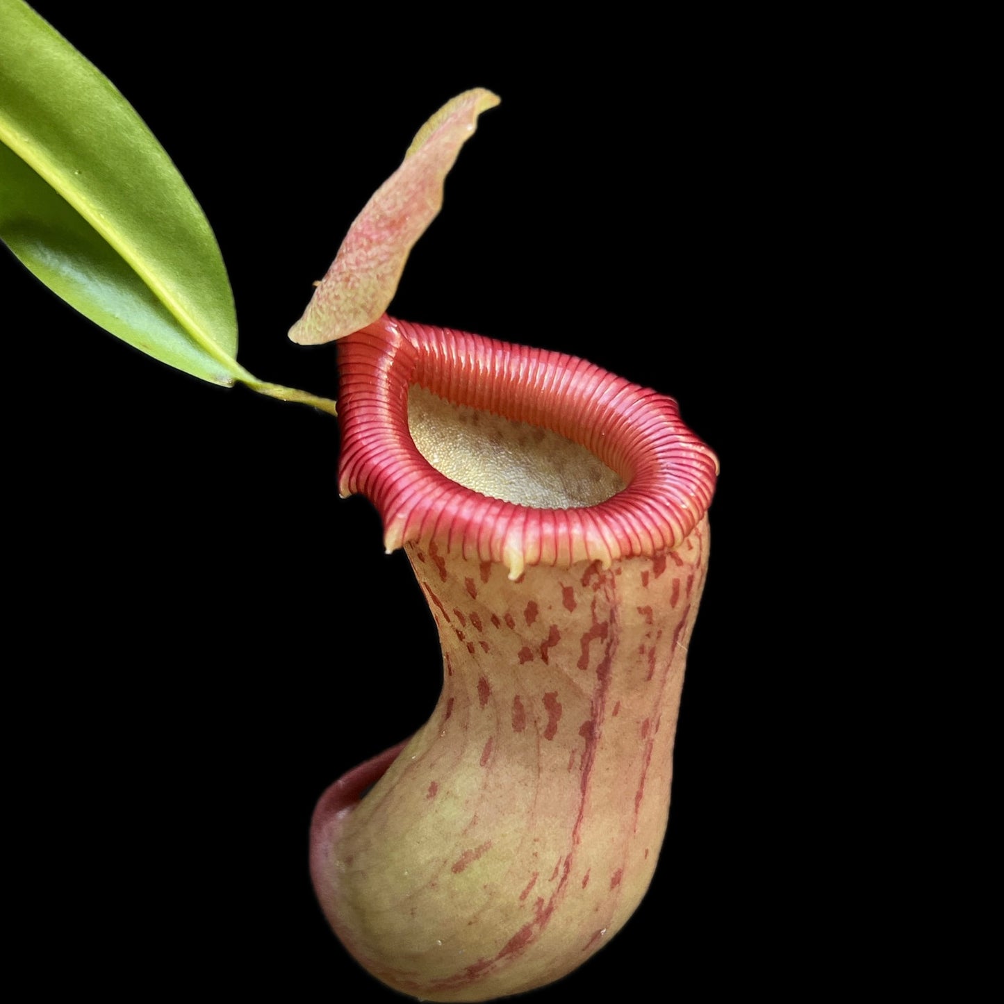 Nepenthes ventricosa Red