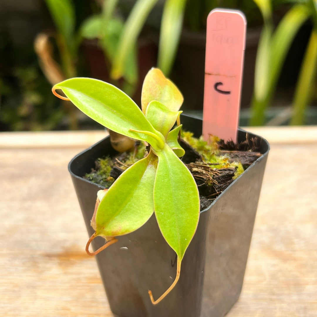 Nepenthes sibuyanensis BCP-N110 - Cloud Forest Flora