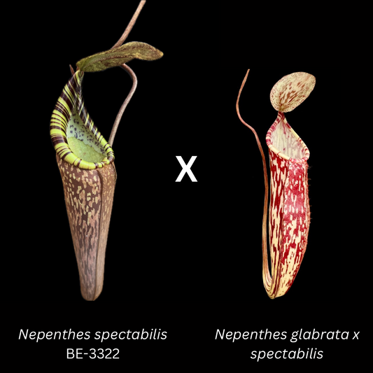 Nepenthes spectabilis Giant x (glabrata x spectabilis) seeds