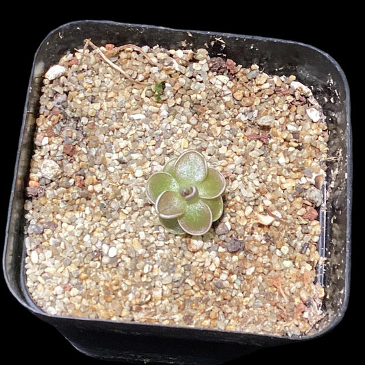 Pinguicula ehlersiae - Cloud Forest Flora
