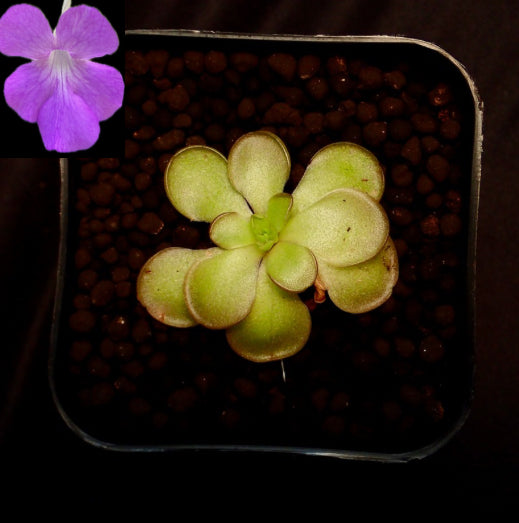 Pinguicula hemiepiphytica x cyclosecta in a pot with its purple 
Flower. 