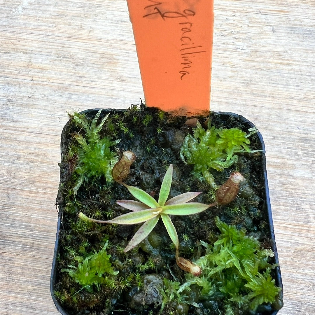 Nepenthes gracillima MT - Cloud Forest Flora