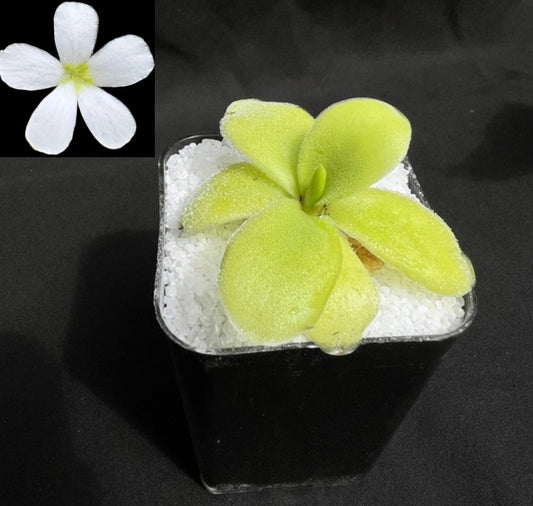 Pinguicula gigantea alba