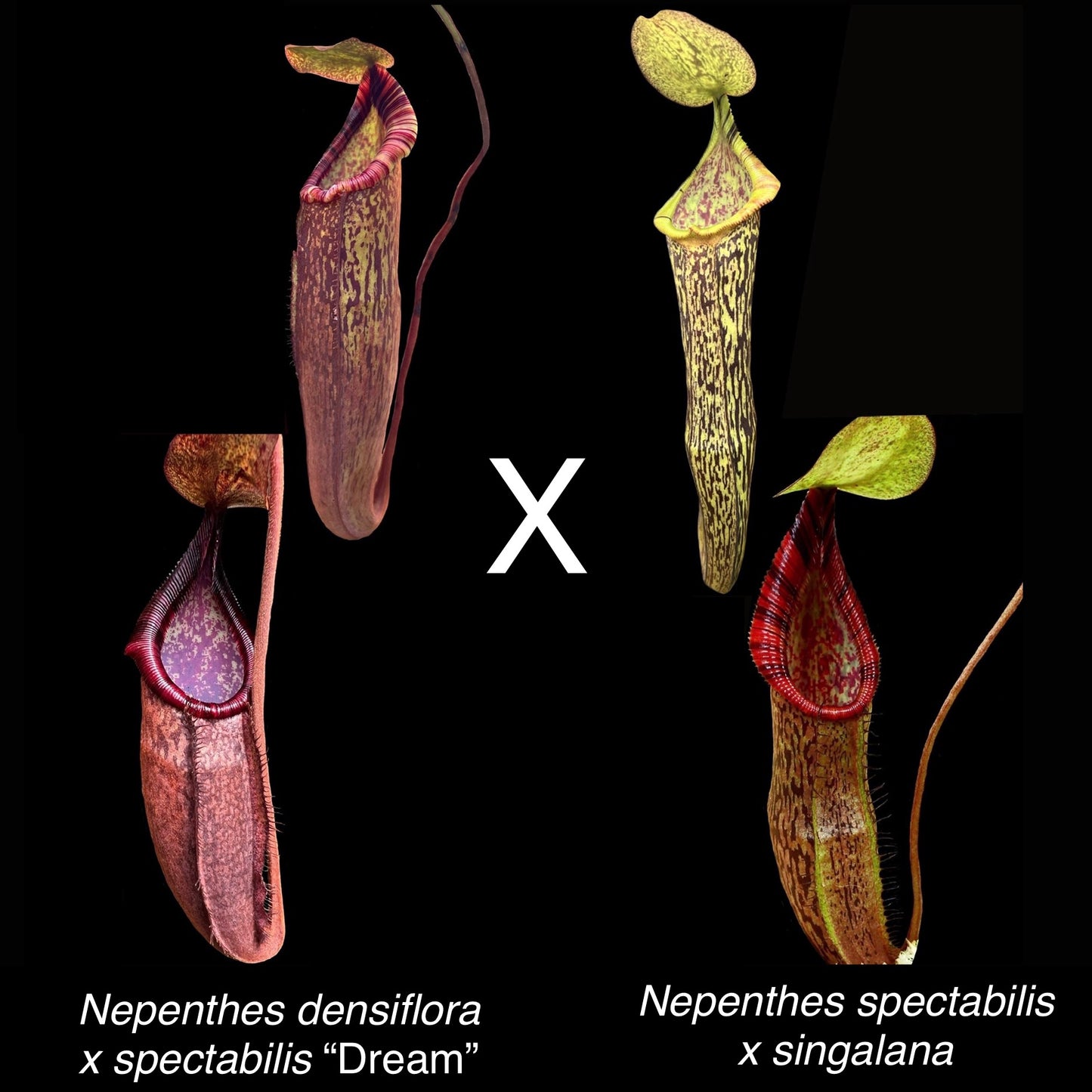 Nepenthes (densiflora x spectabilis) x (spectabilis x singalana) - Cloud Forest Flora