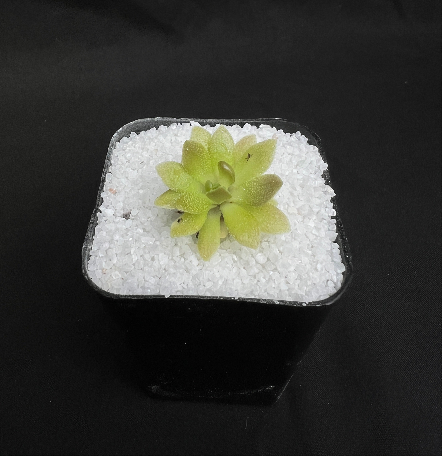 Pinguicula "Marciano"