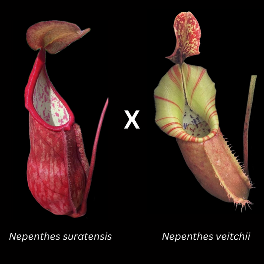 Nepenthes suratensis x veitchii KC-211