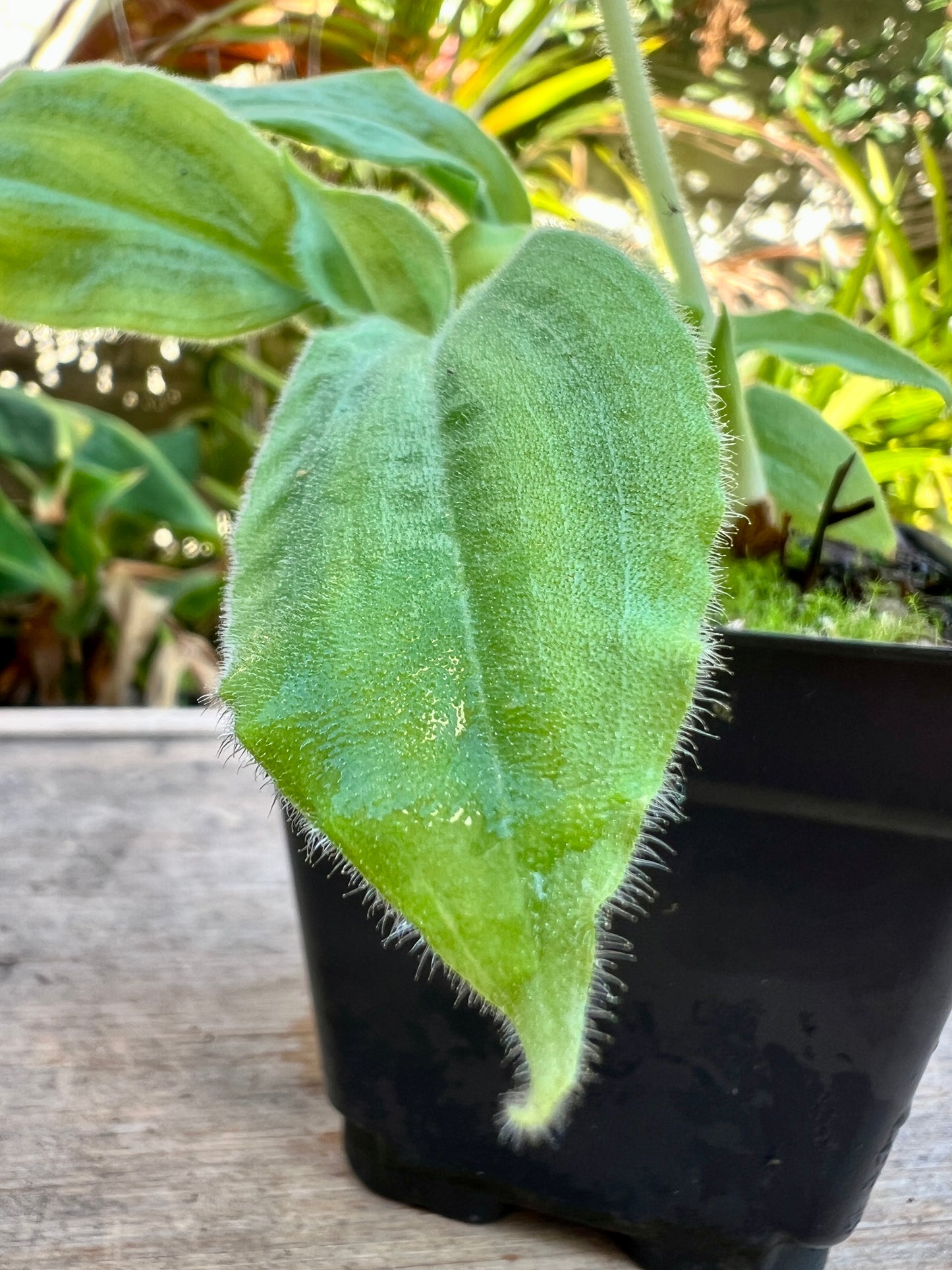 Pontheiva tunguraguae - Cloud Forest Flora