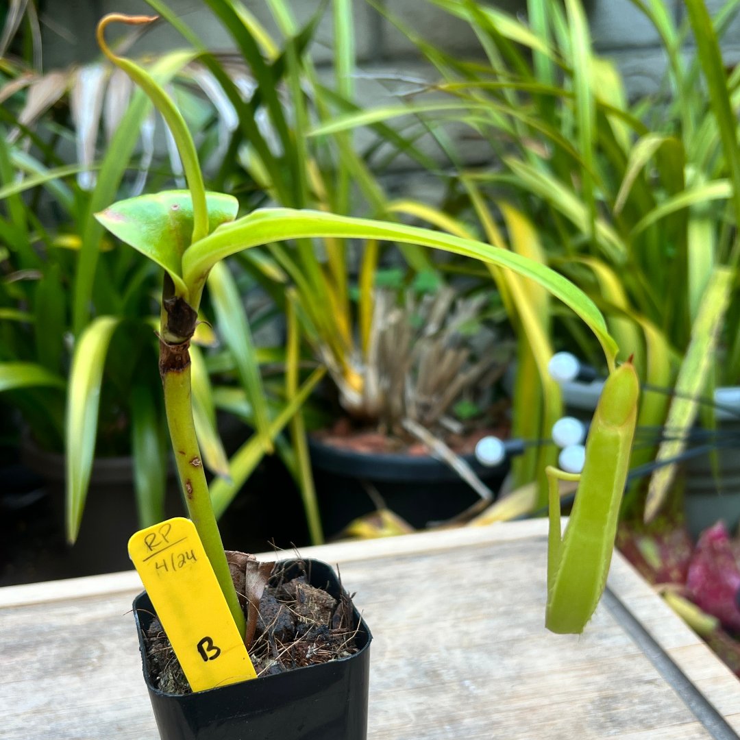 Nepenthes truncata x tentaculata EP