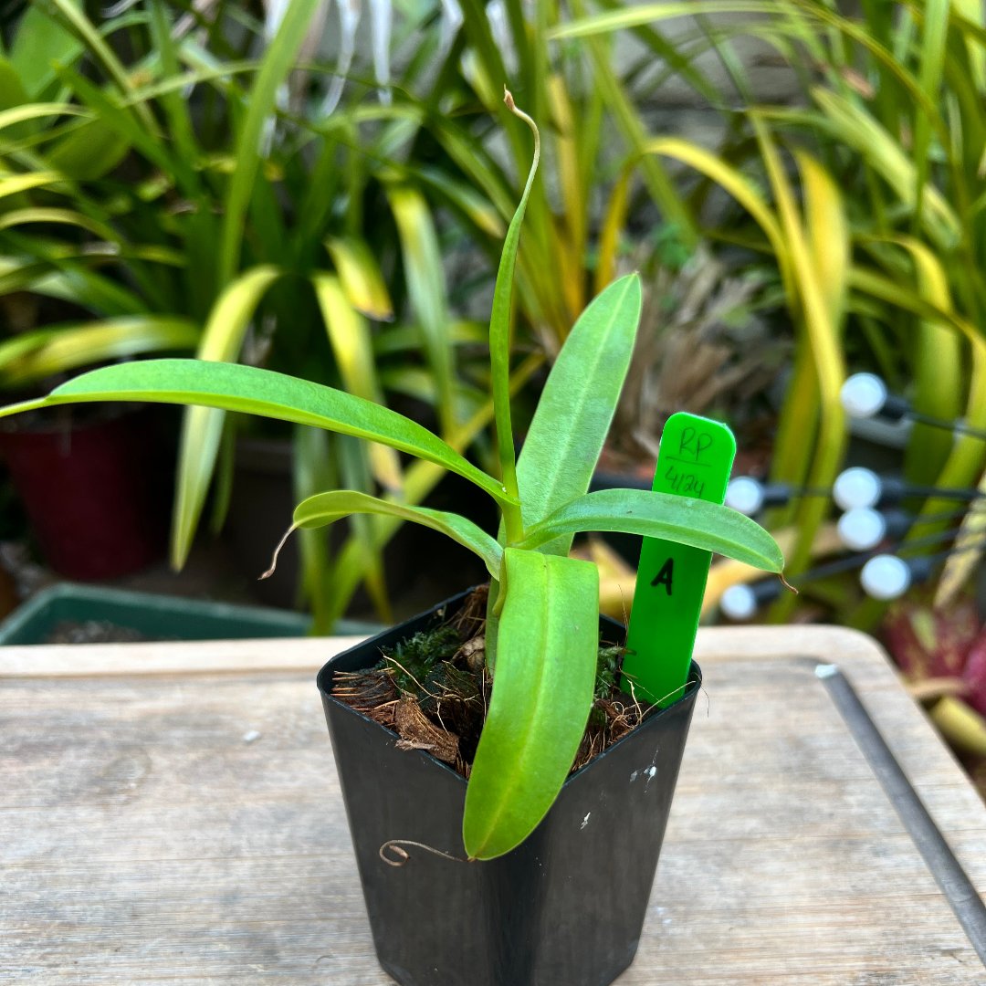 Nepenthes aristolochioides x ventricosa