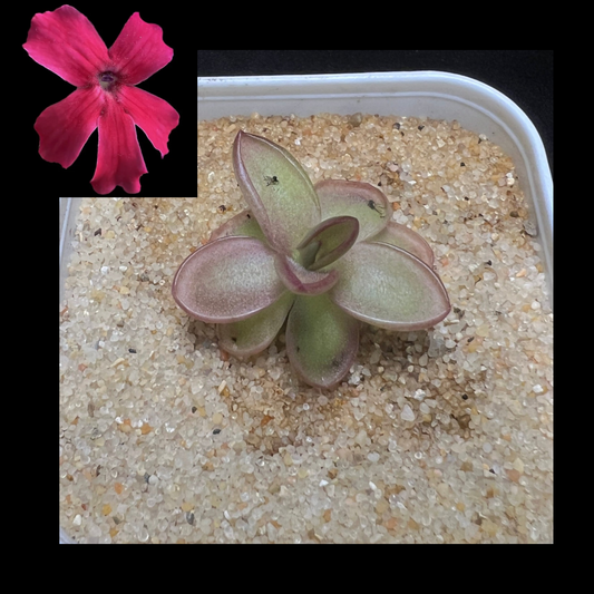 Pinguicula laueana - Cloud Forest Flora