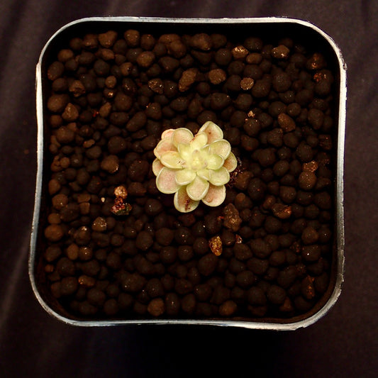 Pinguicula yucca do in a pot with a black background.