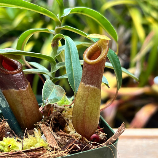 Nepenthes barcelonae