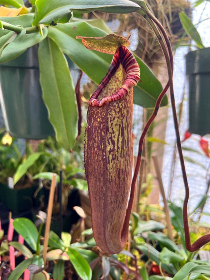 Nepenthes (densiflora x spectabilis) x (spathulata x ramispina BE-3510) seeds