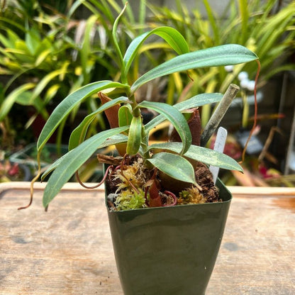 Nepenthes barcelonae