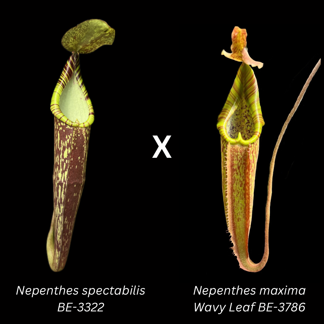 Nepenthes spectabilis BE-3322 x maxima Wavy Leaf BE-3786