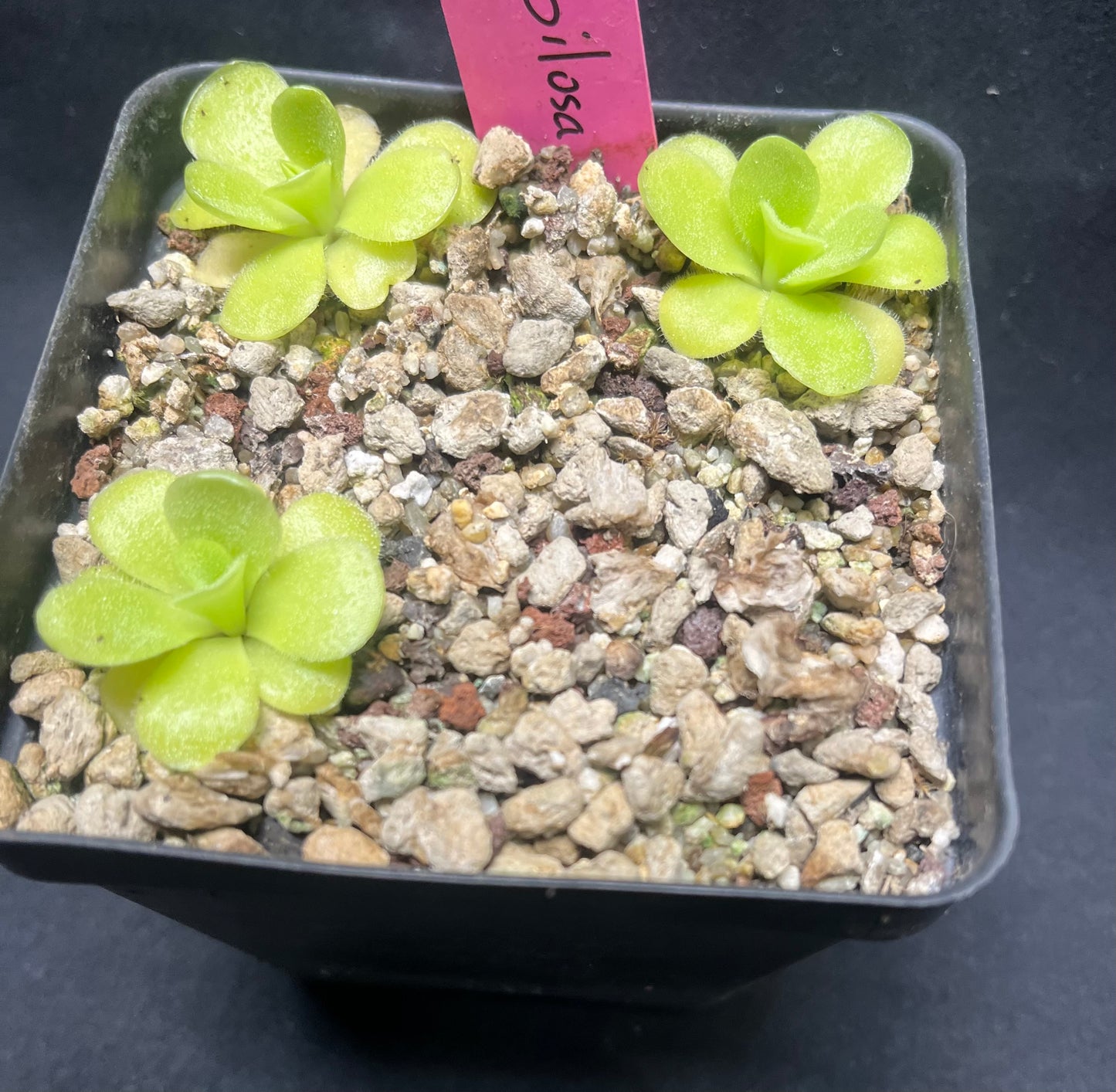 Pinguicula pilosa