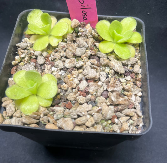 Pinguicula pilosa - Cloud Forest Flora