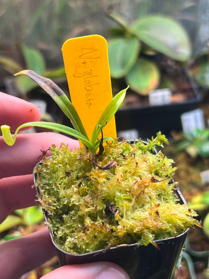 Nepenthes glabrata