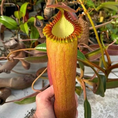 Nepenthes spectabilis Giant x edwardsiana CalCarn Giant seeds