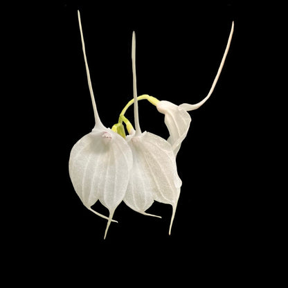 Masdevallia tovarensis