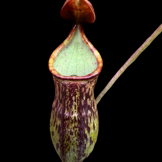 Nepenthes ceciliae BCP-N1720 - Cloud Forest Flora