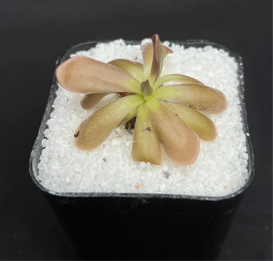 Pinguicula agnata x moctezumae