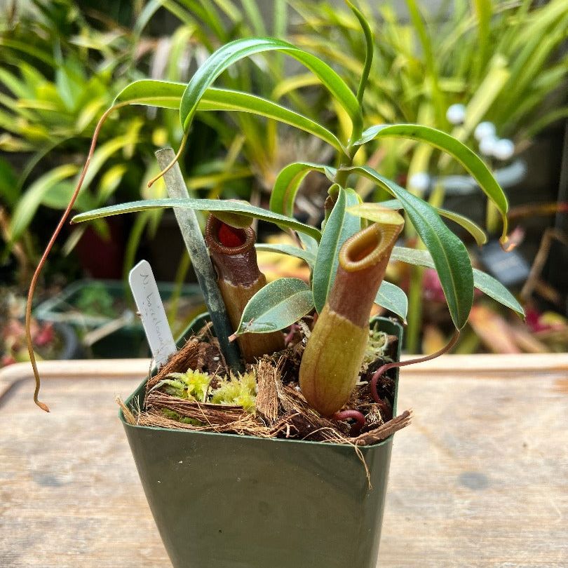 Nepenthes barcelonae