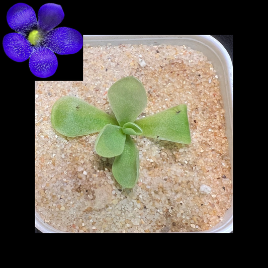 Pinguicula “Alfred Lau #13” - Cloud Forest Flora