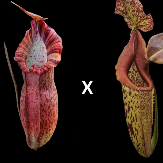 Nepenthes (spathulata x spectabilis) x eymae - Cloud Forest Flora