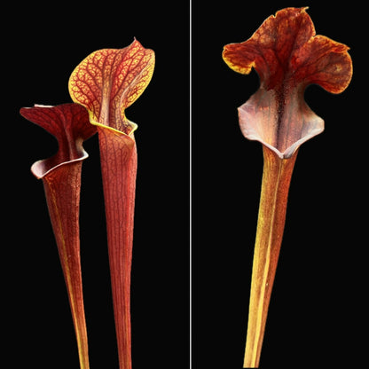 Sarracenia "Deimos" x flava var. atropurpurea - Cloud Forest Flora