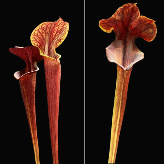 Sarracenia "Deimos" x flava var. atropurpurea - Cloud Forest Flora