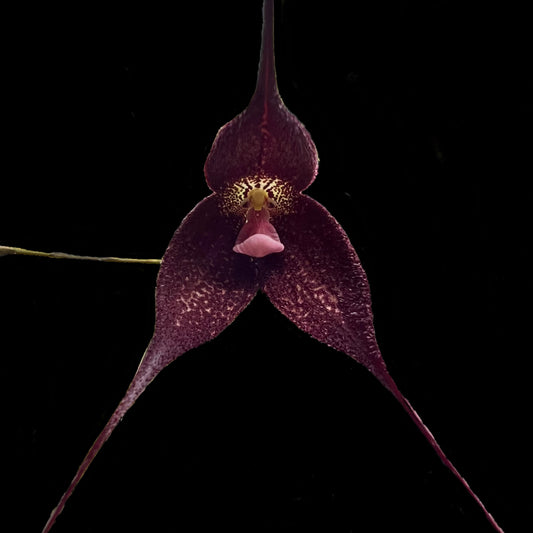 Dracula roezlii - Cloud Forest Flora