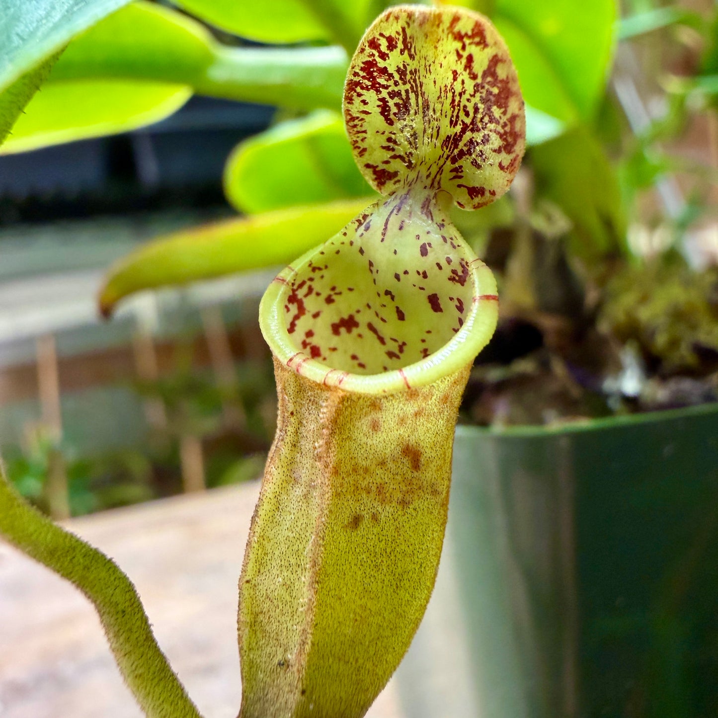 Nepenthes burbidgeae x campanulata BE-3564