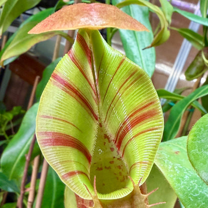 Nepenthes “Talented Savior”