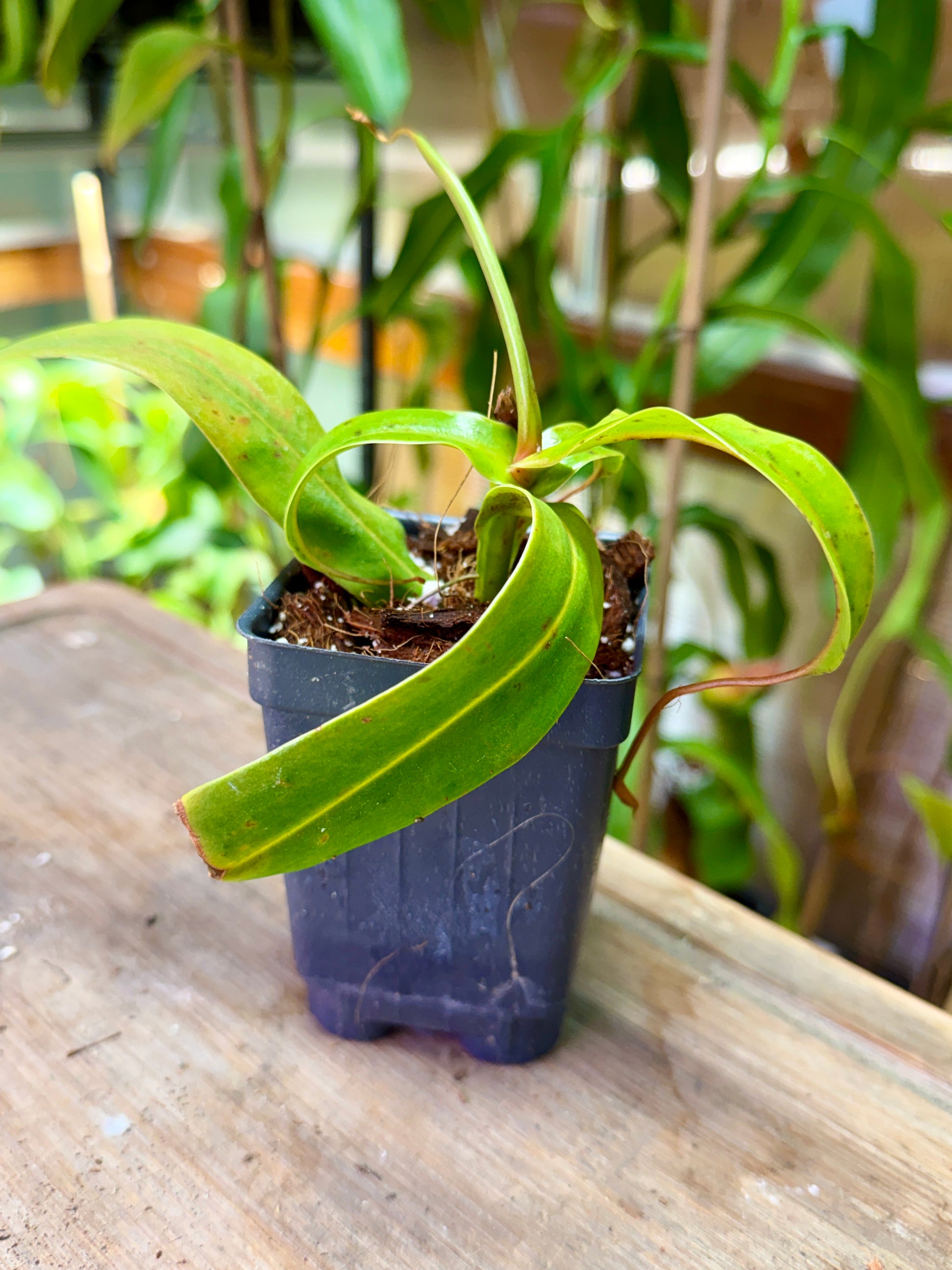 Nepenthes ventricosa “Black Peristome” MT ♀ - Cloud Forest Flora