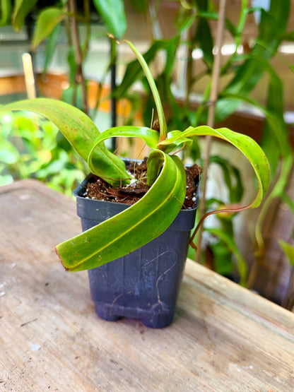 Nepenthes ventricosa “Black Peristome” MT ♀ - Cloud Forest Flora